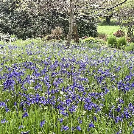 The Little Gem Shercock